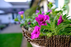 Vue en gros plan d'un panier accrochant fraîchement planté vu en dehors d'une maison de pays en été photos stock Vue en gros plan d'un panier accrochant fraîchement planté vu en dehors d'une maison de pays en été photos stock
