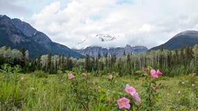 Vue panoramique de la montagne scénique de Robson, de la forêt de pin et des rosiers sauvages pendant l'été, image libre de droits Vue panoramique de la montagne scénique de Robson, de la forêt de pin et des rosiers sauvages pendant l'été, image libre de droits