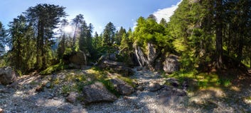 Vue panoramique à l'intérieur d'une forêt de bâti Bucegi l'été Image stock Vue panoramique à l'intérieur d'une forêt de bâti Bucegi l'été Image stock