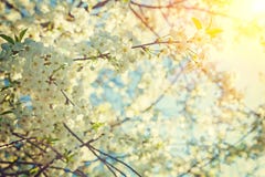 Vue par la vieille femme de floraison du montant d'instagram de cerisier Images stock Vue par la vieille femme de floraison du montant d'instagram de cerisier Images stock