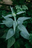 vue supérieure de jeune haute ortie Mauvaises herbes sauvages de pré photos libres de droits vue supérieure de jeune haute ortie Mauvaises herbes sauvages de pré photos libres de droits