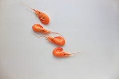 Vue supérieure des crevettes d'isolement sur le fond blanc photographie stock Vue supérieure des crevettes d'isolement sur le fond blanc photographie stock