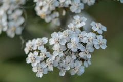 Vue étroite d'un groupe de petites fleurs blanches photo libre de droits Vue étroite d'un groupe de petites fleurs blanches photo libre de droits