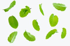 Vuele las hojas de menta crudas frescas aisladas en blanco Imagen de archivo libre de regalías Vuele las hojas de menta crudas frescas aisladas en blanco Imagen de archivo libre de regalías