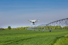Vuelo del abejón sobre campo de trigo fotografía de archivo libre de regalías Vuelo del abejón sobre campo de trigo fotografía de archivo libre de regalías
