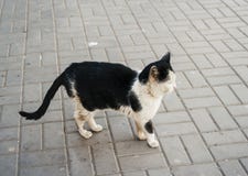 Vuile zwart-witte kat in de straat Dakloos huisdier in openlucht stock fotografie Vuile zwart-witte kat in de straat Dakloos huisdier in openlucht stock fotografie