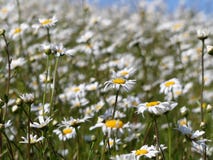 Vulgare del Leucanthemum delle margherite dei campi con fondo vago fotografia stock libera da diritti Vulgare del Leucanthemum delle margherite dei campi con fondo vago fotografia stock libera da diritti