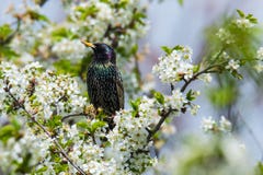 Vulgaris Sturnus - Gemeenschappelijke starling zitting op een boom stock fotografie Vulgaris Sturnus - Gemeenschappelijke starling zitting op een boom stock fotografie