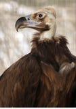 Vulture Royalty Free Stock Image