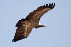 Vulture, Jodhpur, Rajastan Stock Images
