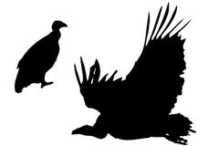 Black Vulture Stock Illustrations – 389 Black Vulture Stock