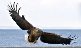 Vuxen människa vit-tailed örn i flykten Vetenskapligt namn: Haliaeetusalbicilla arkivfoton Vuxen människa vit-tailed örn i flykten Vetenskapligt namn: Haliaeetusalbicilla arkivfoton