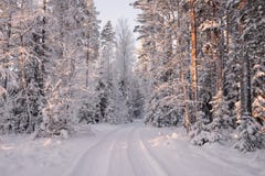 Väg bland dolda träd för snö i vintern Forest Winter Forest Landscape Den härliga vintermorgonen i Snö-täckt A sörjer för arkivfoto Väg bland dolda träd för snö i vintern Forest Winter Forest Landscape Den härliga vintermorgonen i Snö-täckt A sörjer för arkivfoto