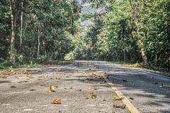 Vägen i djungeln - Pala U vattenfall Hua Hin Thailand arkivbild Vägen i djungeln - Pala U vattenfall Hua Hin Thailand arkivbild