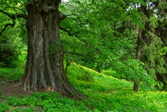 väldig gammal tree royaltyfri bild väldig gammal tree royaltyfri bild