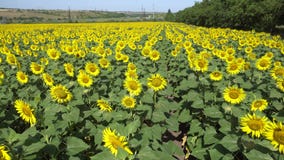 Växa för solrosblommor i sommaren på ett fält längs vägen i en by nära staden stock video Växa för solrosblommor i sommaren på ett fält längs vägen i en by nära staden stock video
