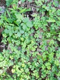 Växter av släktet Trifolium på jordningen royaltyfri bild Växter av släktet Trifolium på jordningen royaltyfri bild