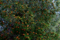 Vår i skogen med träd som kottar växer på royaltyfri foto Vår i skogen med träd som kottar växer på royaltyfri foto