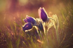 Vårblomma Härlig purpurfärgad liten päls- pasque-blomma Pulsatillagrandis som blommar på våräng på solnedgången royaltyfri fotografi Vårblomma Härlig purpurfärgad liten päls- pasque-blomma Pulsatillagrandis som blommar på våräng på solnedgången royaltyfri fotografi