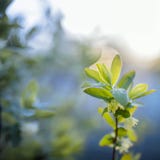 Vårblommor av kaprifolen i den försiktiga solen för gryning fotografering för bildbyråer Vårblommor av kaprifolen i den försiktiga solen för gryning fotografering för bildbyråer