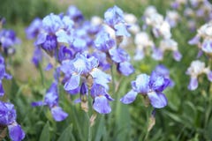 Vårblommor, blåa iriers i trädgården royaltyfri foto Vårblommor, blåa iriers i trädgården royaltyfri foto