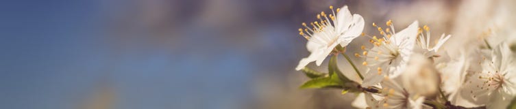 Vårblomningbaner royaltyfria bilder Vårblomningbaner royaltyfria bilder