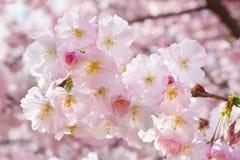 Våren fattar med rosa mandelblommor fotografering för bildbyråer Våren fattar med rosa mandelblommor fotografering för bildbyråer