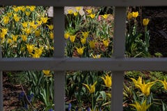 Vårträdgård--Gula Tulip Window Panes royaltyfri foto Vårträdgård--Gula Tulip Window Panes royaltyfri foto