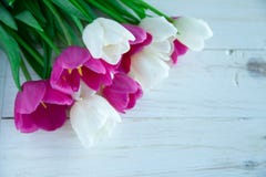 Vårtulpes blommar på vit träbakgrund arkivfoton Vårtulpes blommar på vit träbakgrund arkivfoton