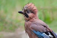 Våt huvudstående för Eurasian nötskrika med blöta fjädrar och fjäderdräkt arkivfoton Våt huvudstående för Eurasian nötskrika med blöta fjädrar och fjäderdräkt arkivfoton