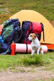 Véritable ami de camping Photo libre de droits Véritable ami de camping Photo libre de droits