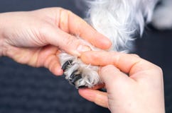 Vétérinaire coupant les clous d'un schnauzer miniature dans une clinique photos libres de droits Vétérinaire coupant les clous d'un schnauzer miniature dans une clinique photos libres de droits