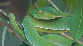 Víbora de hoyo del verde de Vogeli Víbora de hoyo del verde de Vogeli