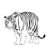 Víctima de la mirada fija de los tigres libre illustration Víctima de la mirada fija de los tigres libre illustration