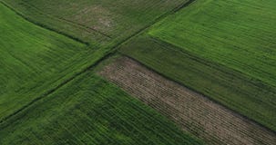 Vídeo aéreo - vuelo del abejón sobre campos verdes en el campo - verano en Polonia 2019 metrajes Vídeo aéreo - vuelo del abejón sobre campos verdes en el campo - verano en Polonia 2019 metrajes