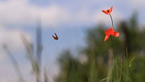 Vídeo del paisaje de la amapola Vídeo del paisaje de la amapola