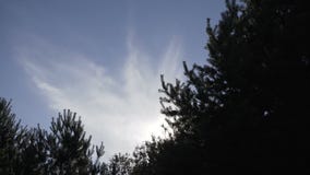 Vídeo 1080p - coroas das árvores com o sol e raios brilhantes da tarde video estoque Vídeo 1080p - coroas das árvores com o sol e raios brilhantes da tarde video estoque