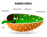 Vírus de raiva ou Rhabdovirus ilustração stock Vírus de raiva ou Rhabdovirus ilustração stock
