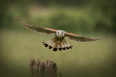 Vôo comum do Kestrel do macho para a câmera imagens de stock royalty free Vôo comum do Kestrel do macho para a câmera imagens de stock royalty free
