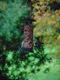 Vögel auf einer Zufuhr - Kohlmeisen stockfotografie Vögel auf einer Zufuhr - Kohlmeisen stockfotografie