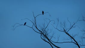 Vögel fliegen weg von den Niederlassungen Vögel fliegen weg von den Niederlassungen