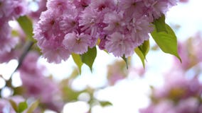 W górę, czereśniowi okwitnięcia w promieniach światło słoneczne Pi?kna, delikatna menchia, kwitnie na drzewie kwitn?? Sakura, zbiory W górę, czereśniowi okwitnięcia w promieniach światło słoneczne Pi?kna, delikatna menchia, kwitnie na drzewie kwitn?? Sakura, zbiory
