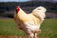 W górę pięknego koloru żółtego i bielu koguta z czerwonym przegrzebkiem chodzi na zielonej trawie w polu, kraju życie obrazy stock W górę pięknego koloru żółtego i bielu koguta z czerwonym przegrzebkiem chodzi na zielonej trawie w polu, kraju życie obrazy stock