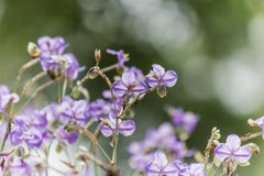 W górę pięknego światła - purpurowy Murdannia giganteum kwitnie kwitnienie w polach w Prachinburi prowincji, Tajlandia selekcyjny zdjęcie stock W górę pięknego światła - purpurowy Murdannia giganteum kwitnie kwitnienie w polach w Prachinburi prowincji, Tajlandia selekcyjny zdjęcie stock