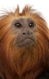 W górę Przewodzącej lew długouszki, Leontopithecus chrysomelas zdjęcie stock W górę Przewodzącej lew długouszki, Leontopithecus chrysomelas zdjęcie stock