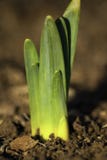 w górę vertical zamknięty daffodil Fotografia Royalty Free w górę vertical zamknięty daffodil Fotografia Royalty Free