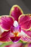 A w górę widoku orchidea i swój reprodukcja system menchii i koloru żółtego fotografia royalty free A w górę widoku orchidea i swój reprodukcja system menchii i koloru żółtego fotografia royalty free