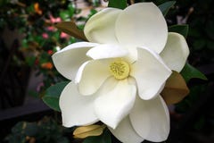 W górę wizerunku biały południowej magnolii okwitnięcie Luizjana stanu kwiat obraz stock W górę wizerunku biały południowej magnolii okwitnięcie Luizjana stanu kwiat obraz stock