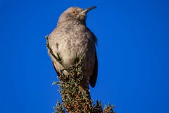 Waakzame Bendire ` s Thrasher stock foto's Waakzame Bendire ` s Thrasher stock foto's