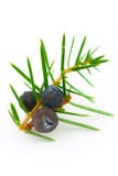 Wacholderbeeren (Juniperus communis). stockbild Wacholderbeeren (Juniperus communis). stockbild
